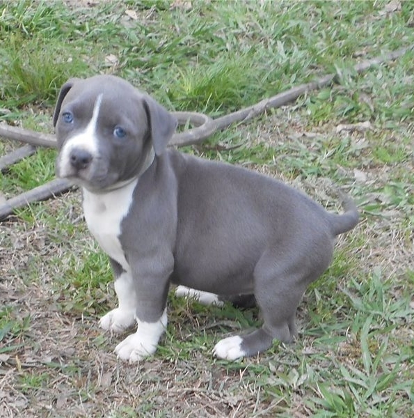  Handsome pedigree male and female American Staffordshire Terrier puppies